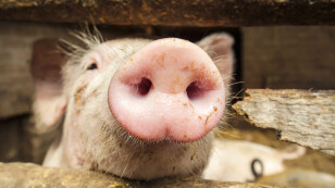 Modyfikowana żywność szkodzi świniom